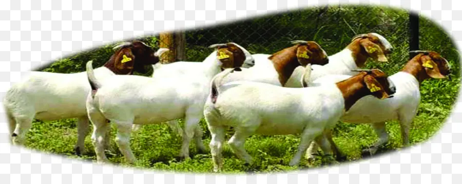 Kambing Boer，Sapi Potong PNG