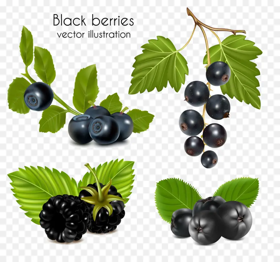 Berry Hitam，Daun Daun PNG