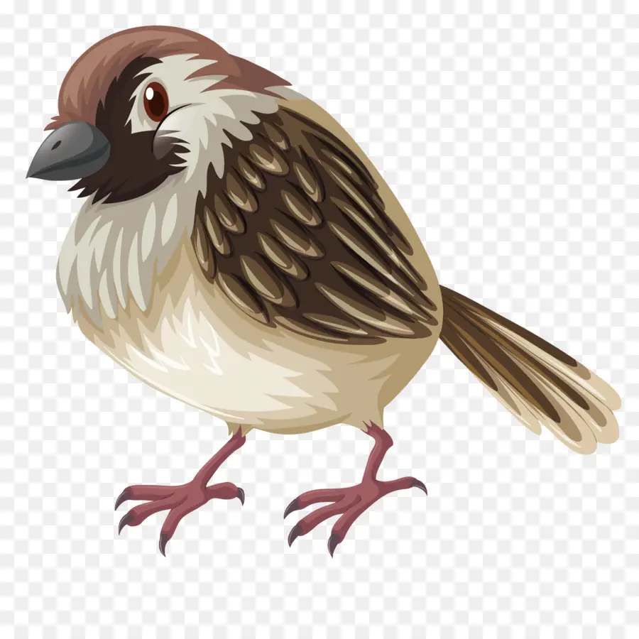 Burung，Sparrow PNG