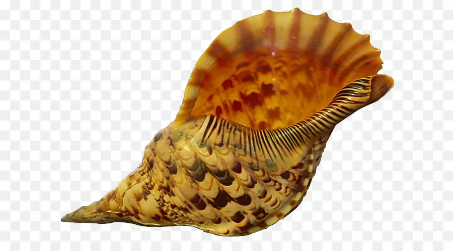 Kerang Laut，Kerang PNG