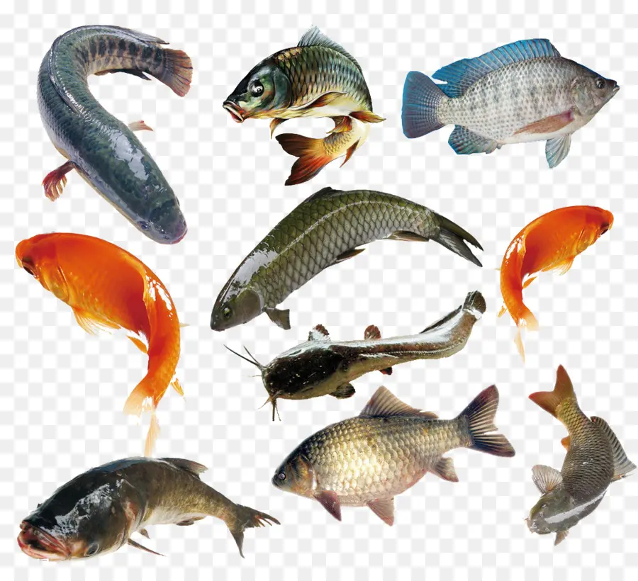 Ikan，Akuatik PNG