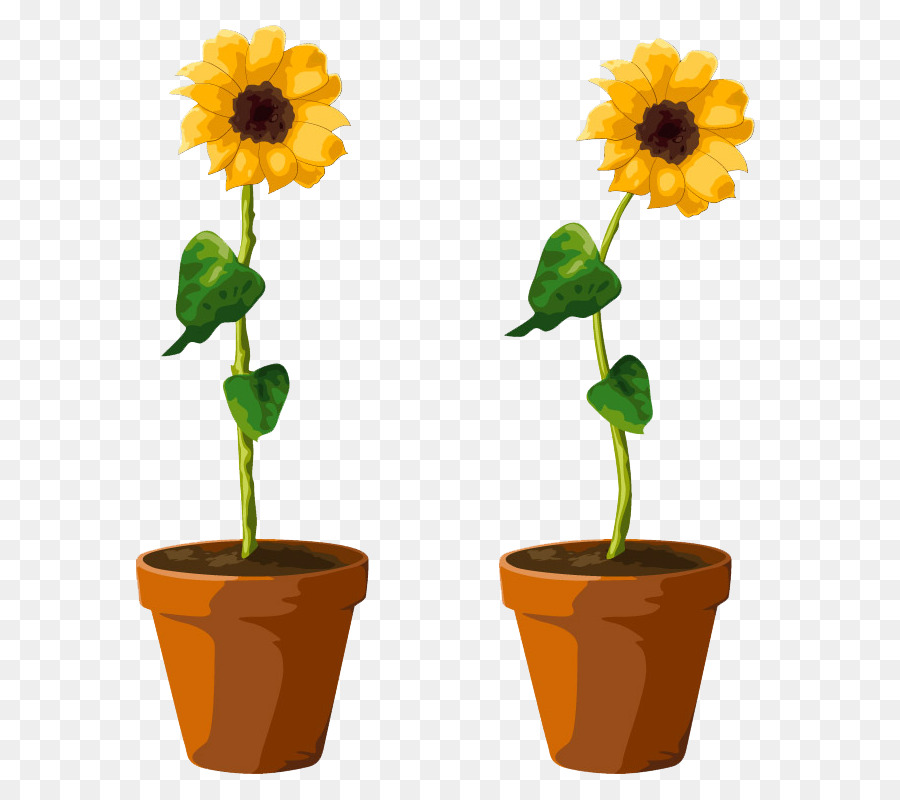 Bunga Umum Bunga Matahari Pot Bunga Gambar Png