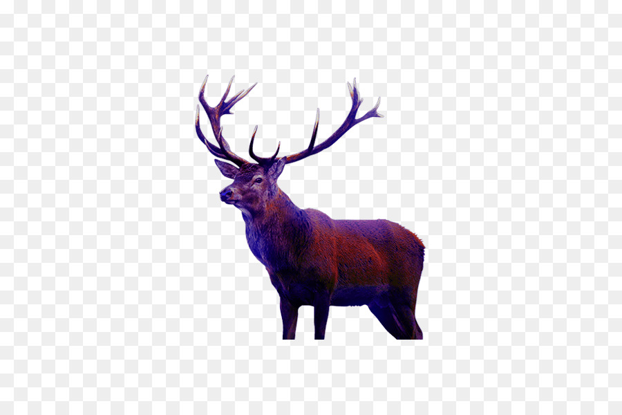 Elk，Rusa PNG