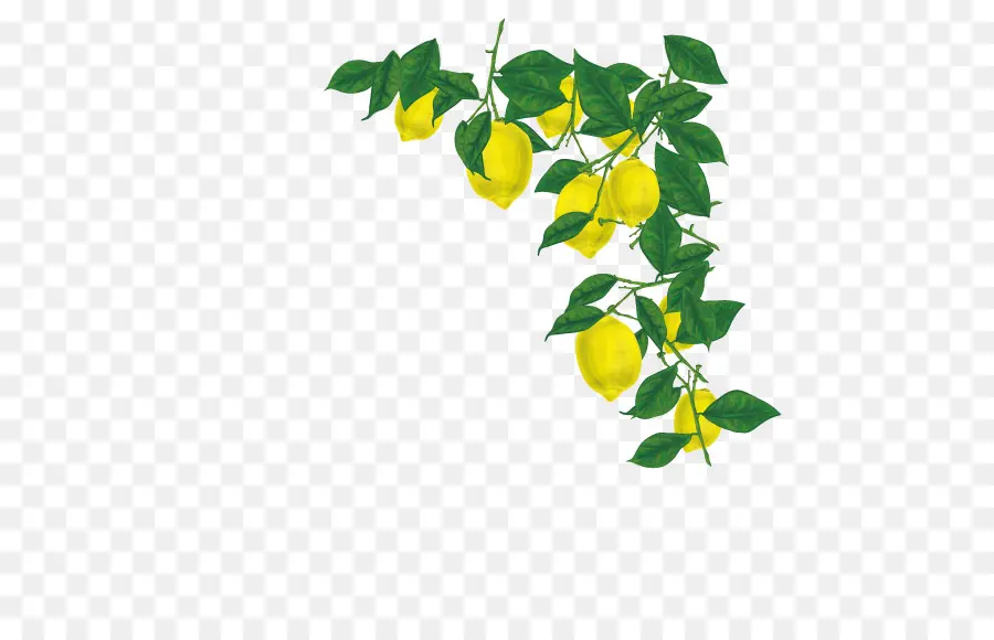 Cabang Lemon，Daun Daun PNG