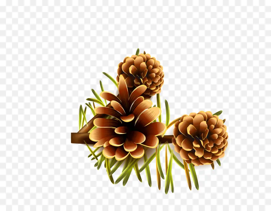 Kerucut Pinus，Pinus PNG