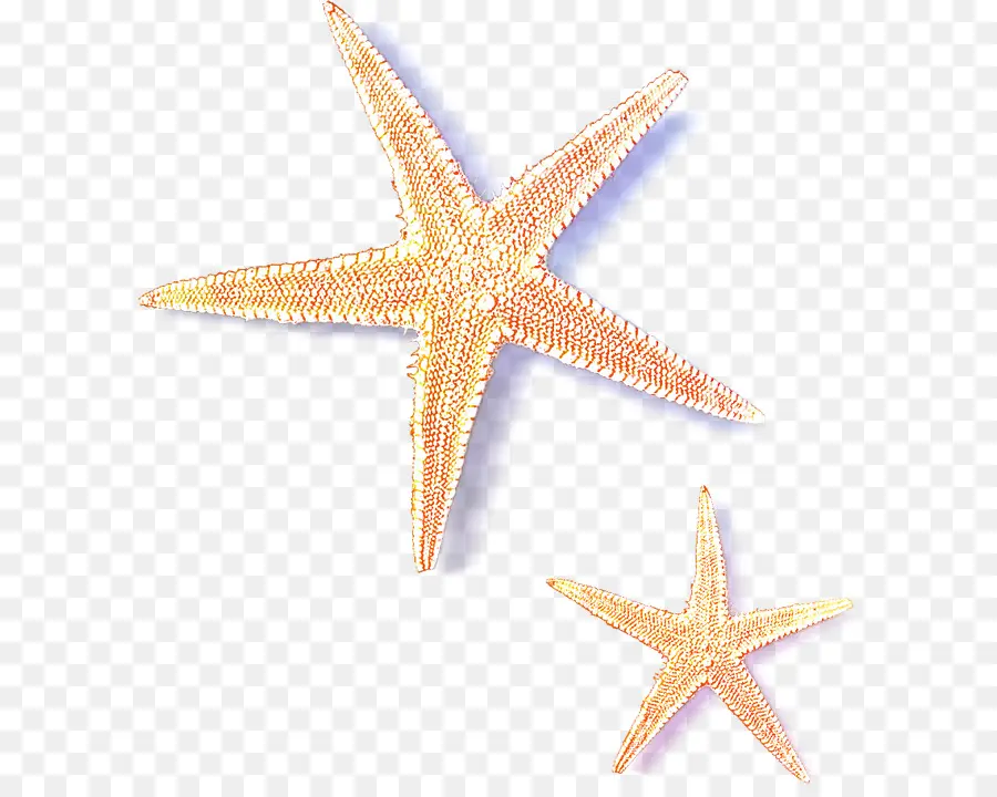 Bintang Laut，Invertebrata Laut PNG
