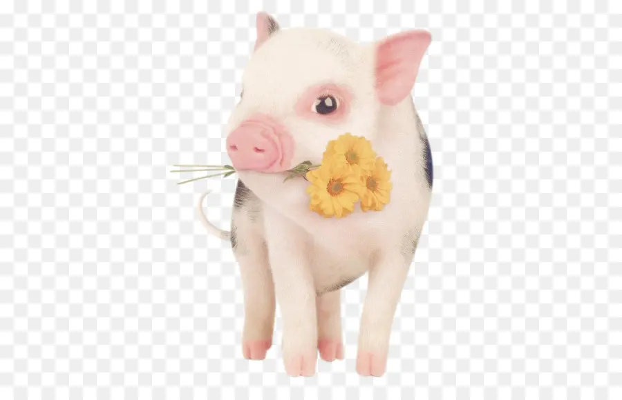 Babi Lucu，Bunga PNG