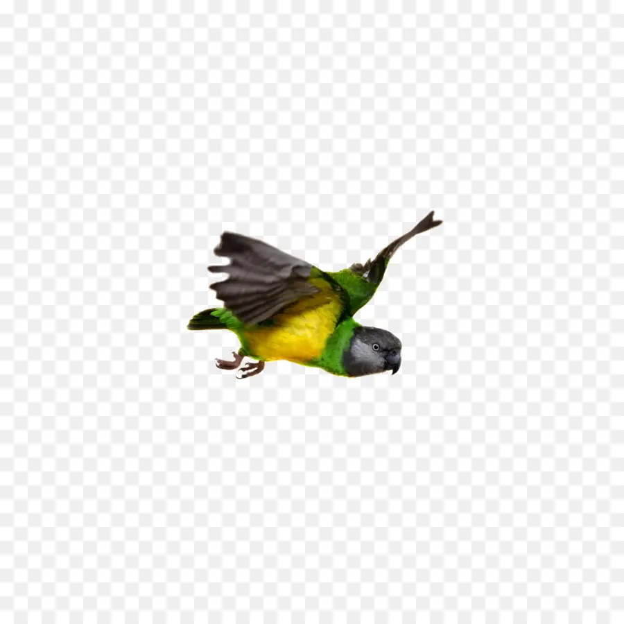 Burung Beo，Burung Beo Senegal PNG
