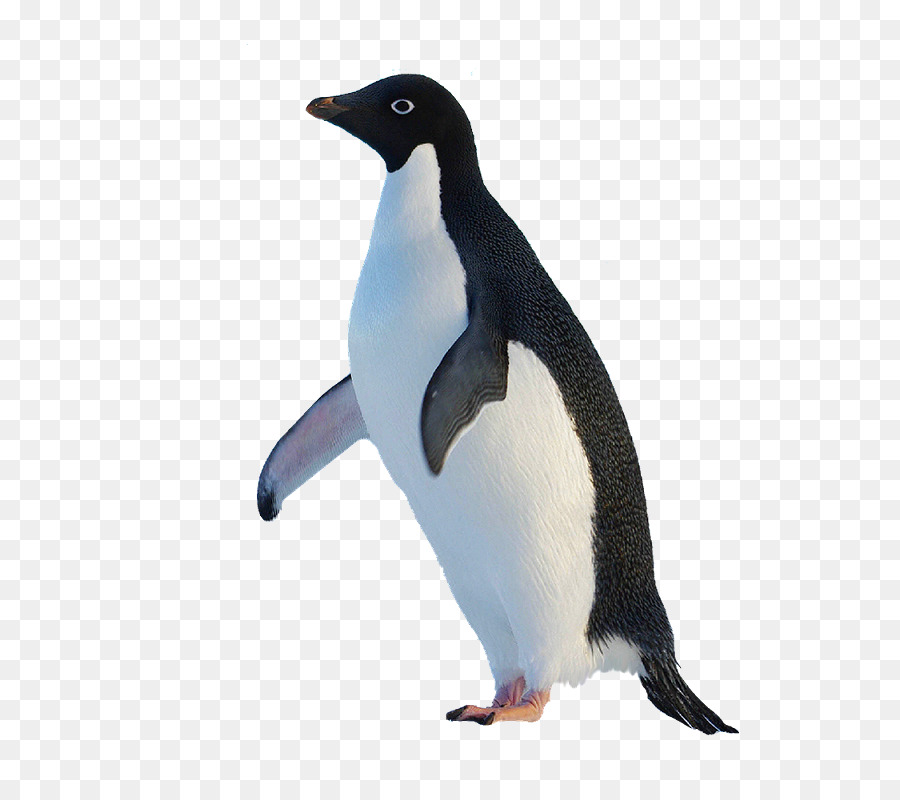 Penguin，Burung PNG