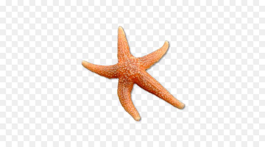 Bintang Laut，Starfish Umum PNG
