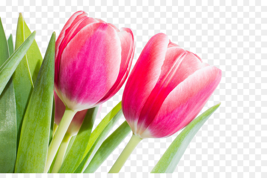 Bunga Tulip Merah Gambar Png