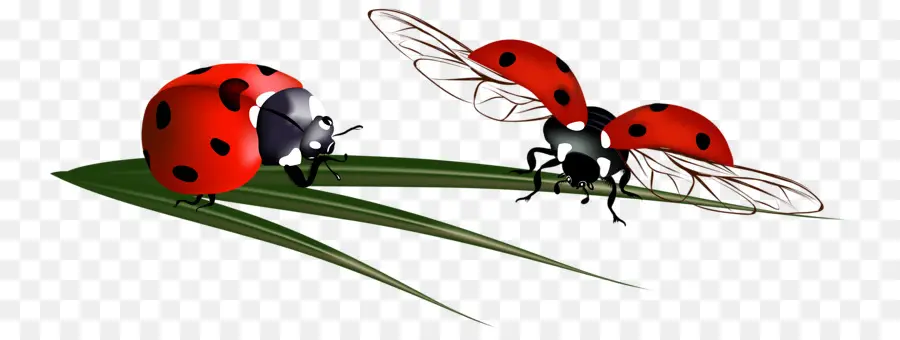 Kumbang Kecil，Kumbang PNG