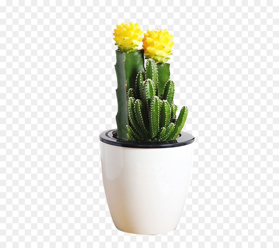 Unduh 530+ Background Bunga Kaktus HD Paling Keren