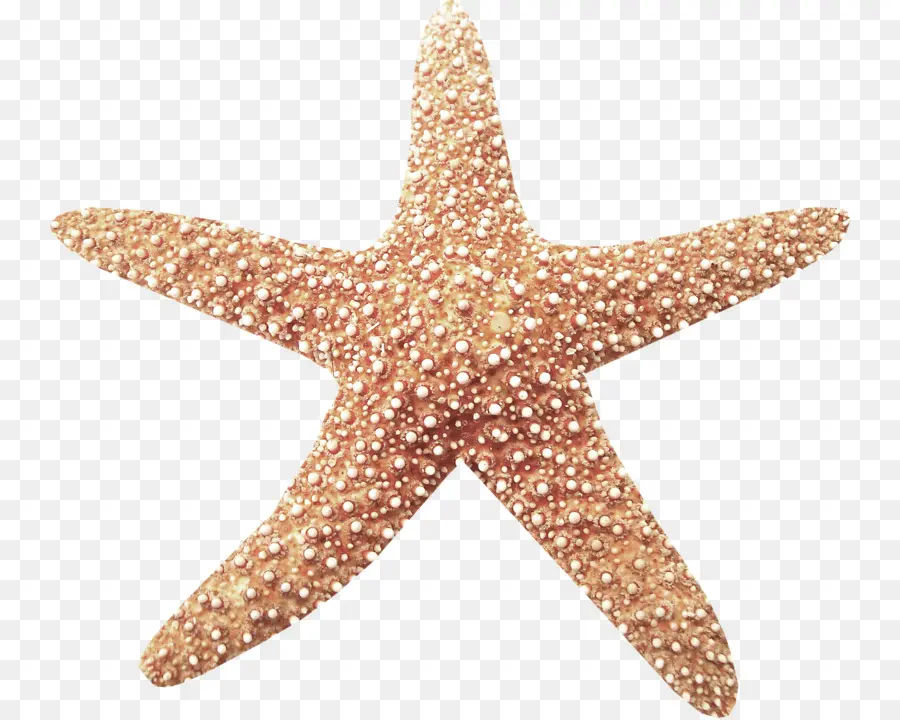 Bintang Laut，Dikemas Postscript PNG