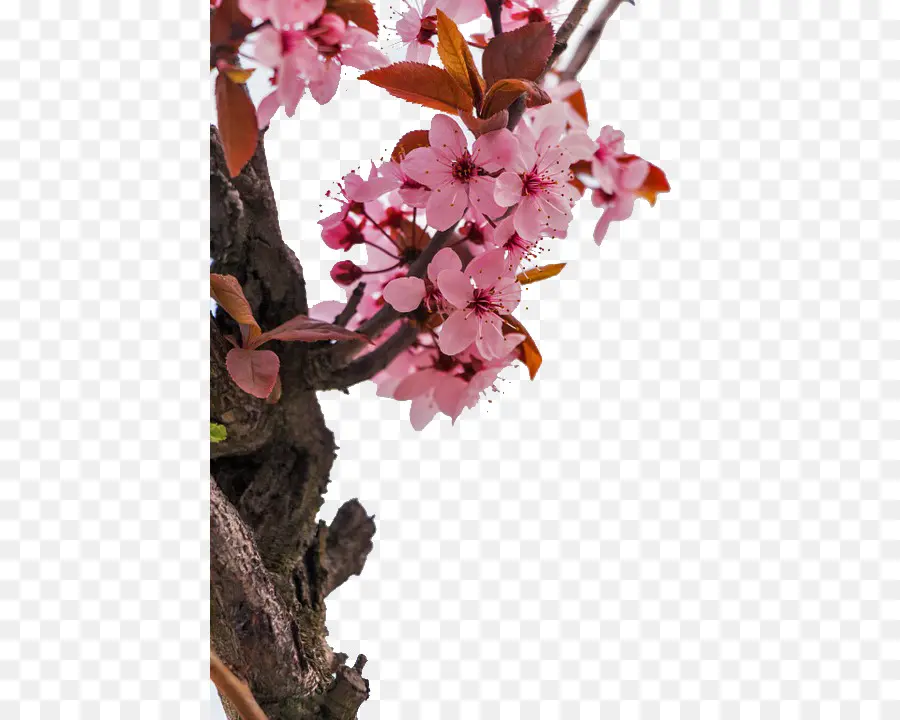 Bunga Sakura，Bunga PNG