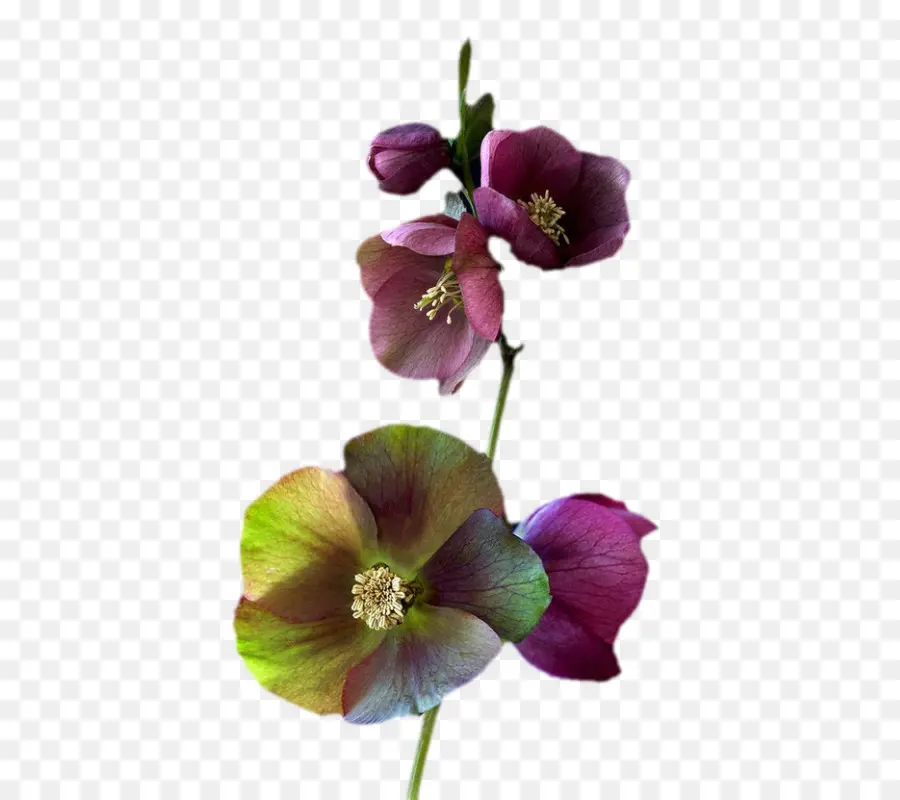 Umum Hibiscus，Bunga PNG