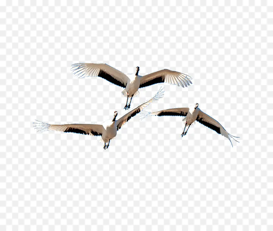 Burung，Crane PNG