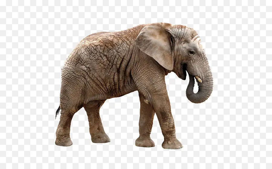 Jerapah，Gajah Afrika PNG
