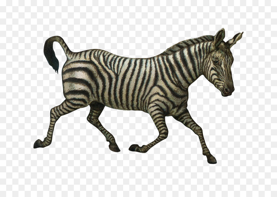 Zebra，Garis Garis PNG