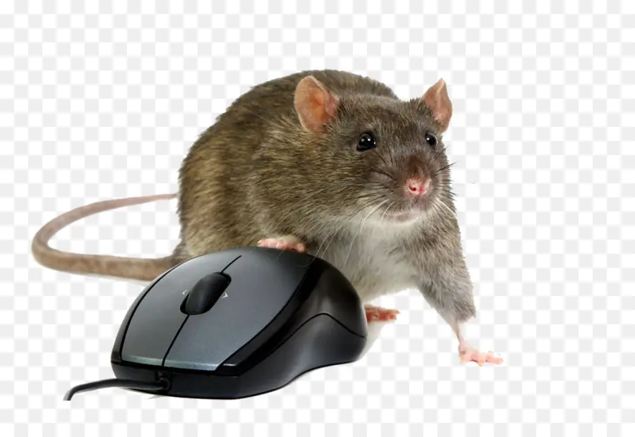 Mouse Dan Mouse Komputer，Tikus PNG