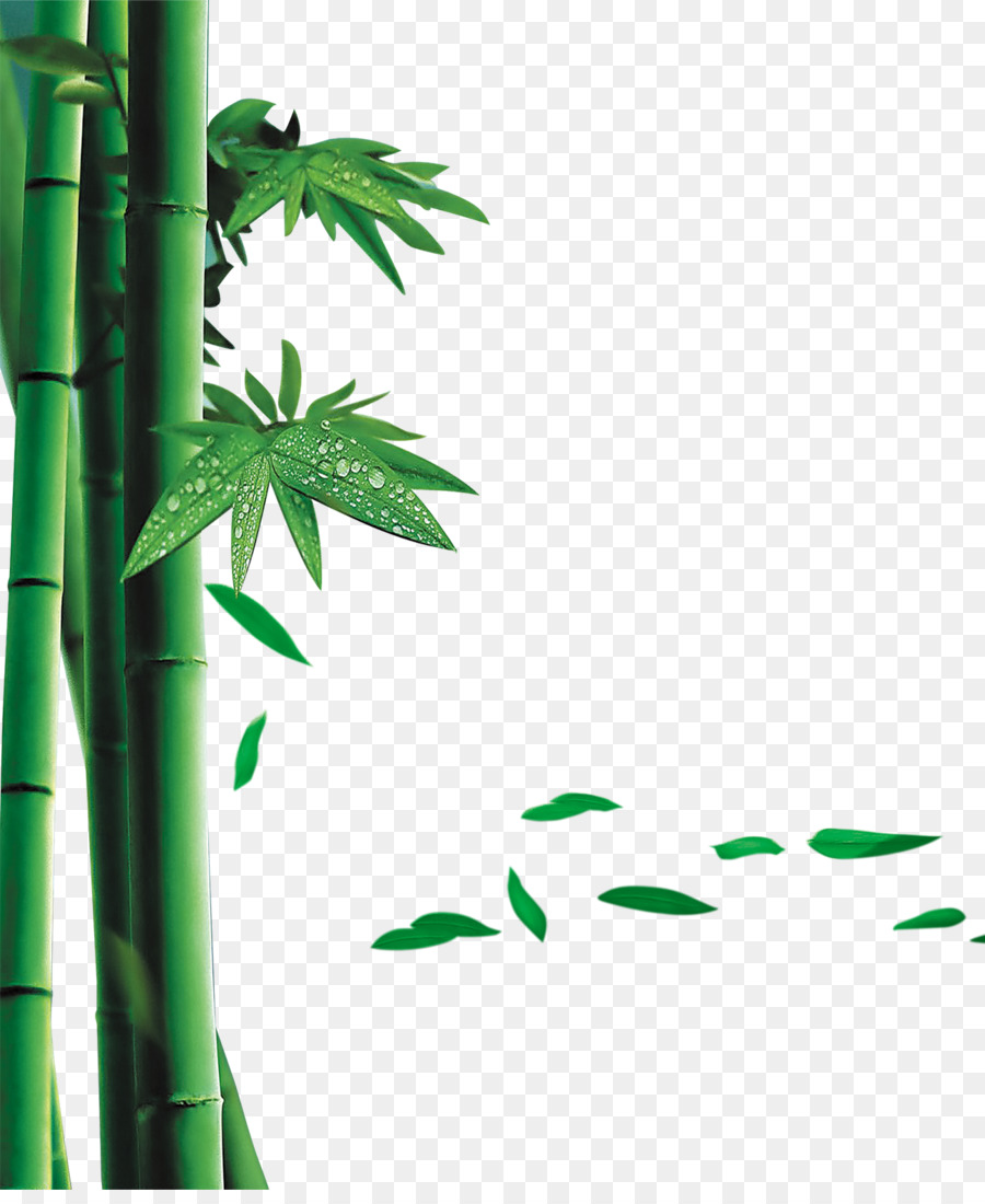 Bambu，Daun Daun PNG