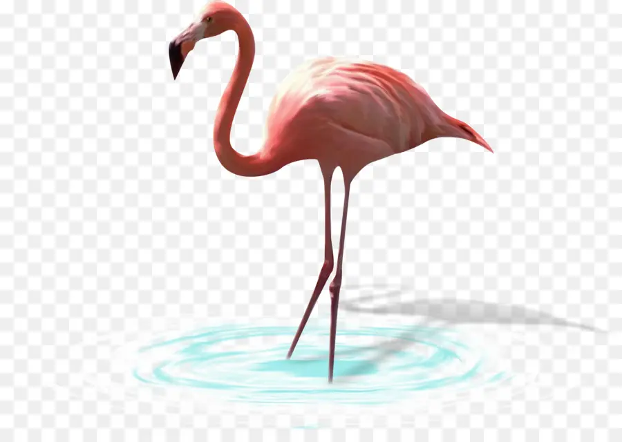 Burung，Greater Flamingo PNG