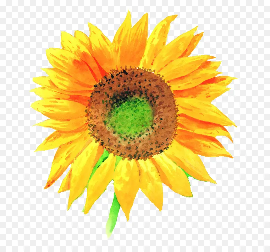 Umum Bunga Matahari，Saham Ilustrasi PNG
