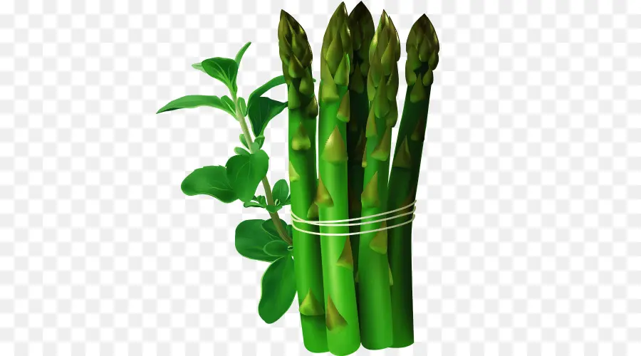 Asparagus，Hijau PNG