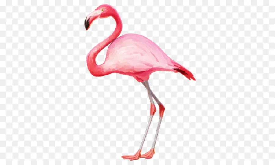 Flamingo，Berwarna Merah Muda PNG