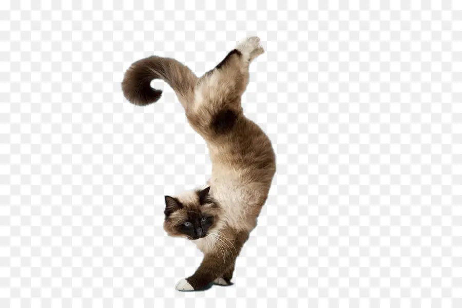 Kucing，Yoga Kucing Purrfect Latihan PNG