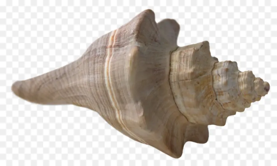 Kerang，Kanvas Cetak PNG