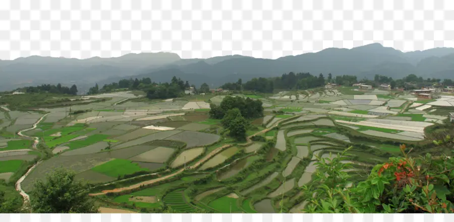 Sawah Bertingkat，Pertanian PNG