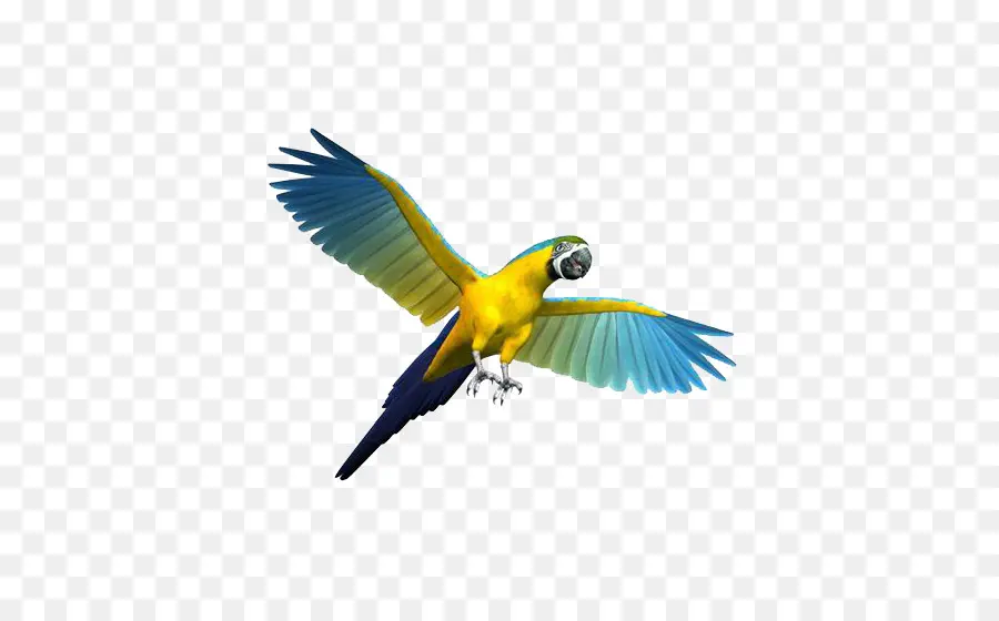 Burung Beo，Macaw PNG