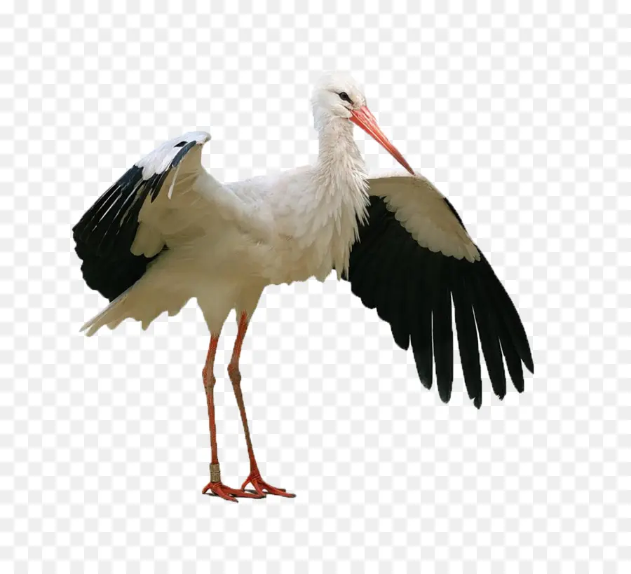 Ibis，Paruh Panjang PNG