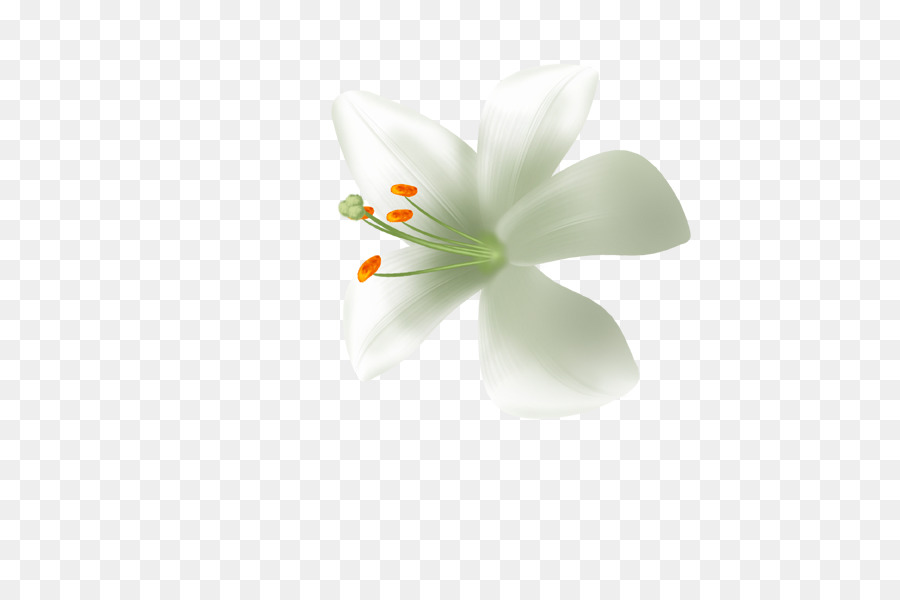 Lily Putih，Putih PNG