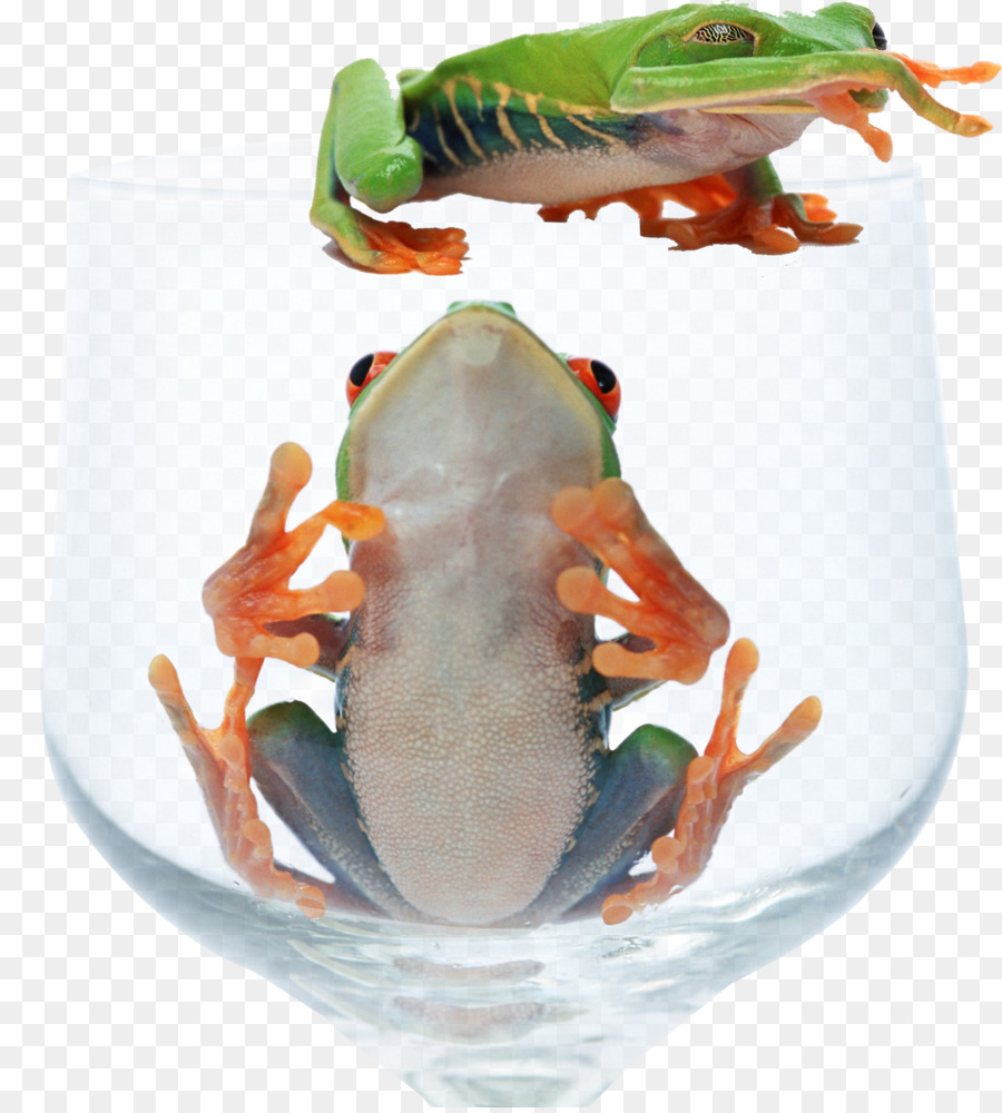 Katak，Katak Pohon Redeyed PNG