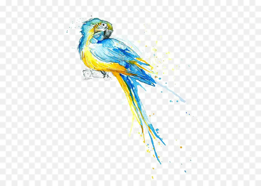 Burung Beo，Lukisan Cat Air PNG