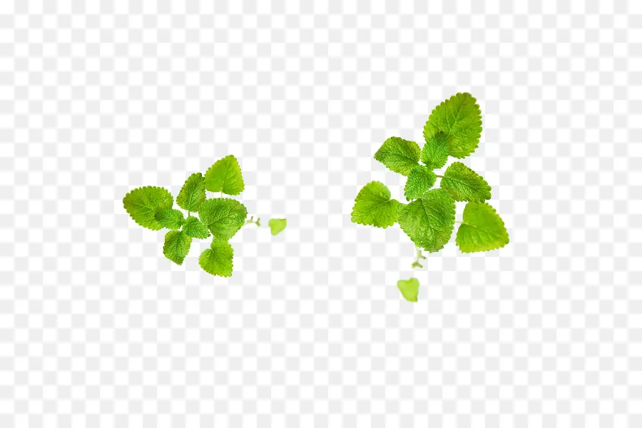 Daun Mint，Hijau PNG