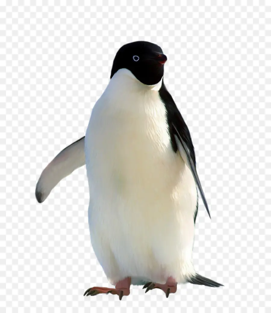 Penguin，Burung PNG