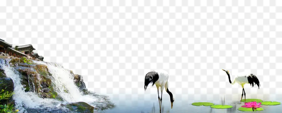 Crane，Burung PNG