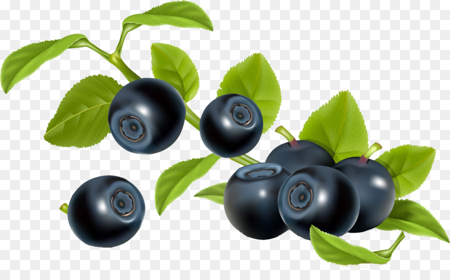 Blueberry，Beri PNG