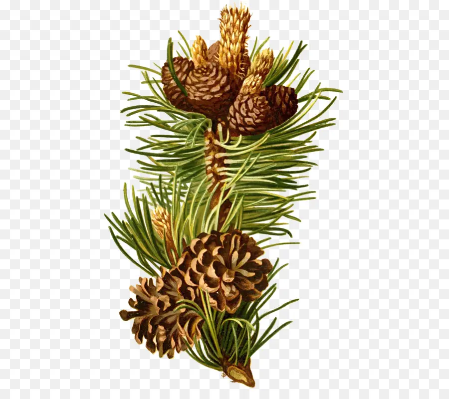 Pinus Skotlandia，Pinus Gunung PNG