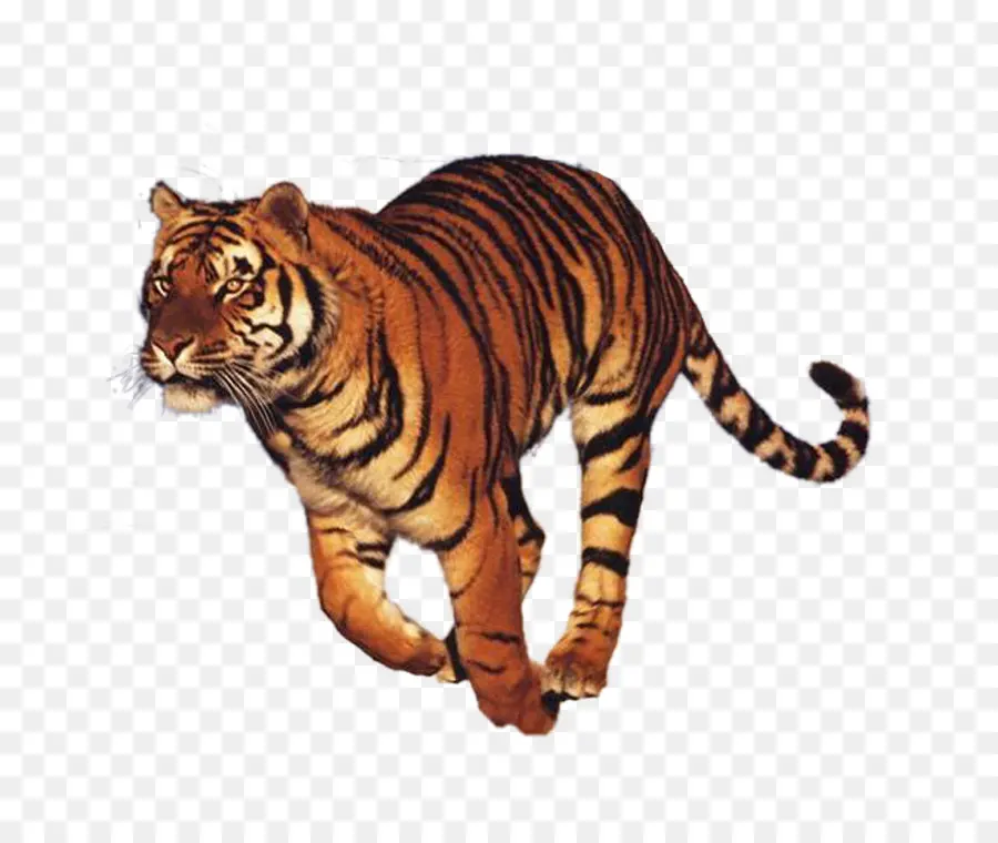 Kuda Harimau，Hewan PNG