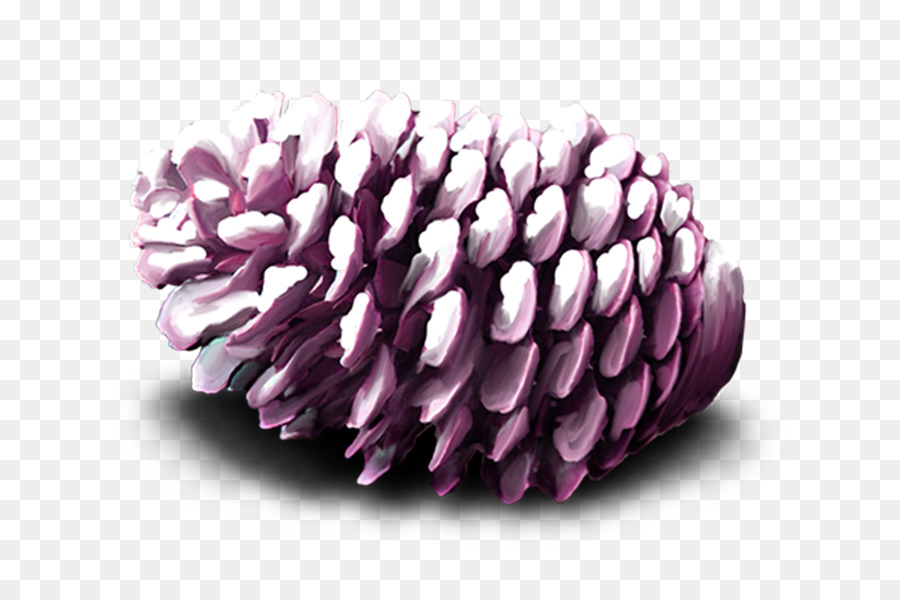 Conifer Kerucut，Kacang Pinus PNG