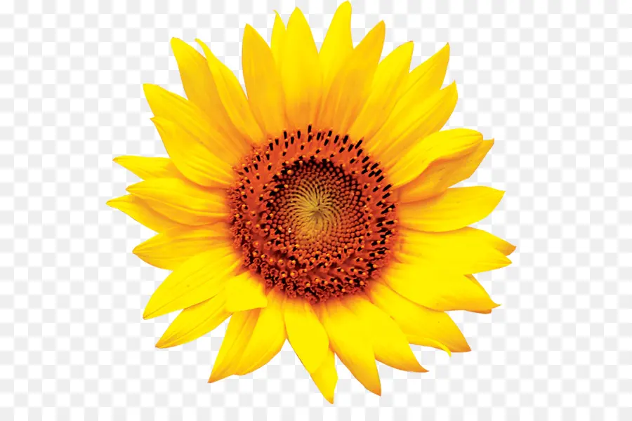 Umum Bunga Matahari，Format File Gambar PNG