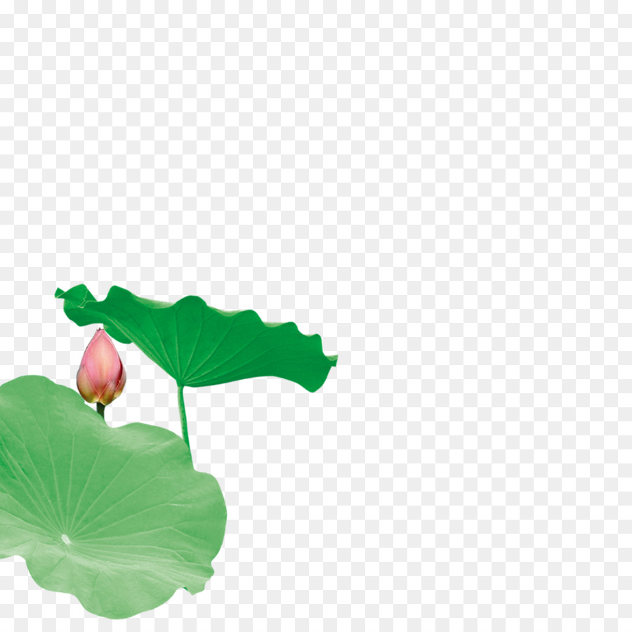 Daun, Nelumbo Nucifera, Men Download gambar png