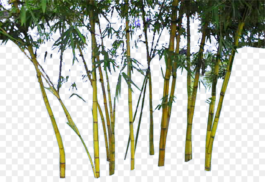 Bambu，Hijau PNG