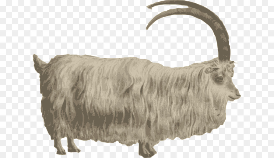 Kambing，Barbary Domba PNG