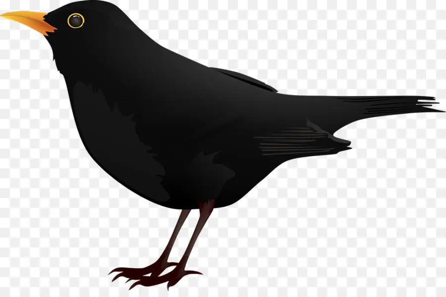 Burung，Blackbird PNG