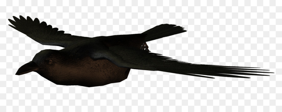 Gagak，Burung PNG